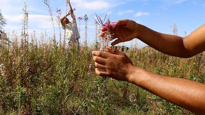 A plant is held in the foreground and a performer is seen in the background of a field of long grass.