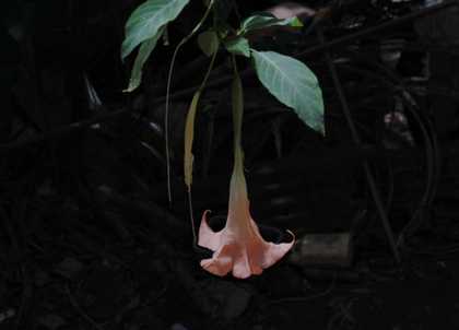 A single flower hangs from a stem against a dark background