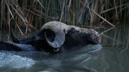 A water buffalo is seen submerged in a marsh.