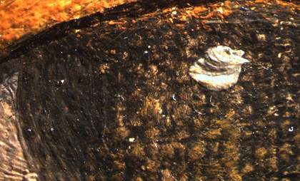 Fig.17a is a detail of the eyes; b and c are very close up (photomicrographs) of small areas of each eye, showing the dark iris, dark outline and dab of highlighting white