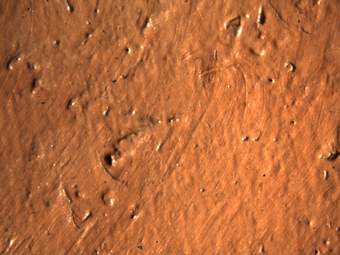 Very close detail of an area of pinkish red paint with bumps, rough texture and fibres suggesting that Modigliani used a cloth to polish the paint surface