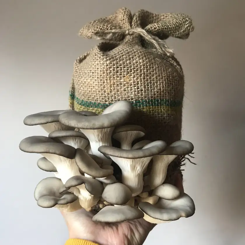 Mushroom Masterclass x Caley Brothers