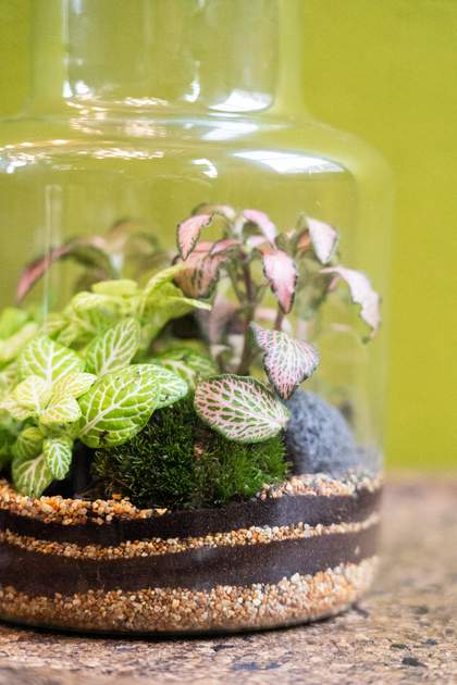 Medium terrarium