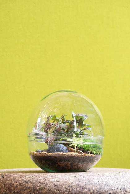 Globe terrarium