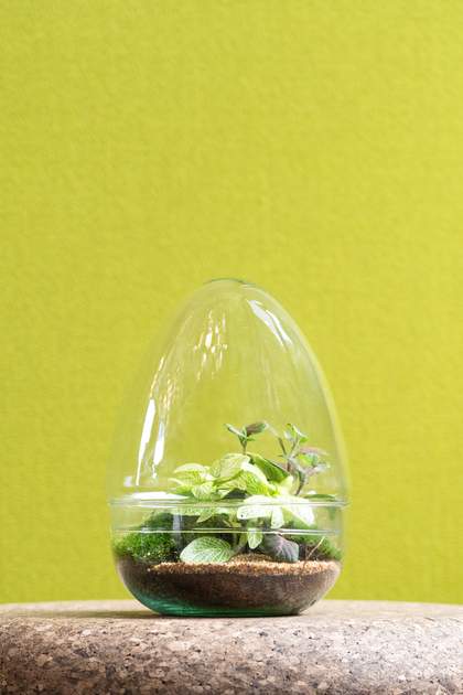 Large Egg Terrarium