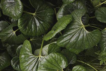 Leopard plant