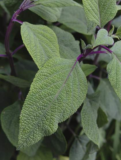 Sage plant