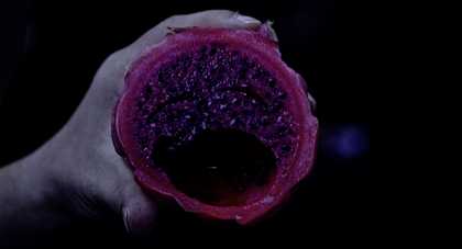 a person holds a piece of cut fruit or plant
