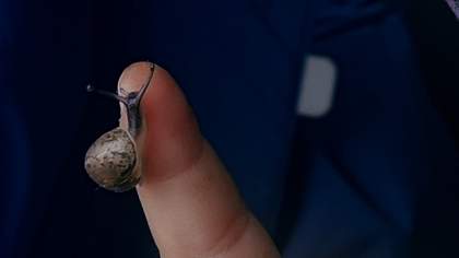 A small snail wrapped around an index finger.