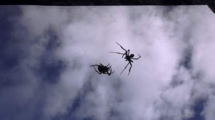 A spider web with a spider in front of a blue and cloudy sky.