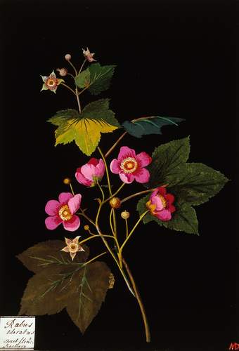 Botanical flower artwork on a black background.
