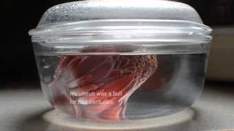 A red flower bulb is submerged in clear liquid in a clear plastic container. The words 'my uterus was a hull for four centuries' is overlaid.