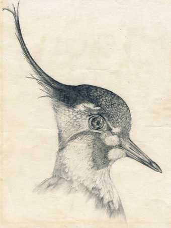 Cornela Parker's drawing of a lapwing