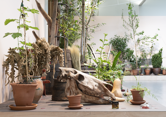 An installation in the gallery which features live plants and a horse's skull