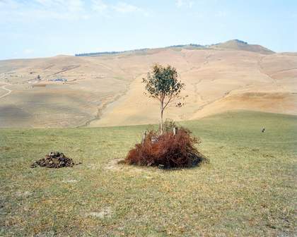 A landscape with a single tree in the centre of the image, wire around its base and a small mound of stones