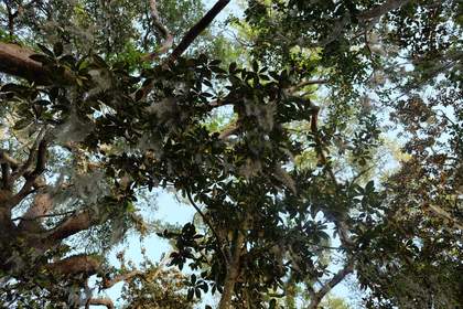 A photograph of branches and leaves with a blue sky.