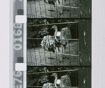 Black and white film photograph of an ostrich