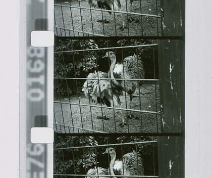 Black and white film photograph of an ostrich