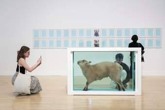 A person crouching to take a photo on their smartphone of a Damien Hirst artwork featuring a sheep