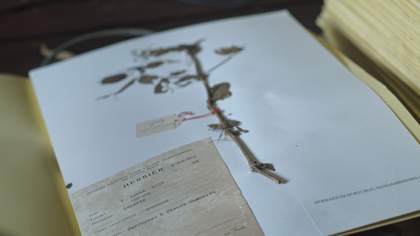 A dried plant on an herbarium page, with a label written in French.