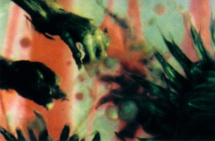 An abstract image of plants against an orange and light green coloured background