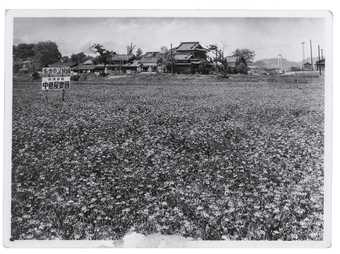 A flower field in the Nakatsutaya seed nursery owned by Yayoi Kusama’s family in Matsumoto, Japan