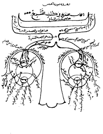 al Haytham drawing of eyes brain and connecting nerves from Neuroarthistory From Aristotle and Pliny to Baxandall and Zeki published by Yale University Press