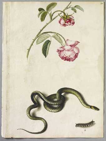 Alexander Marshal Unnanmed (cabbage rose): the English snake: Unnamed (Drinker moth caterpillar larva) c.1650–82