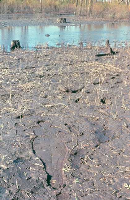 Ana Mendieta Untitled (Silueta Series)1978
