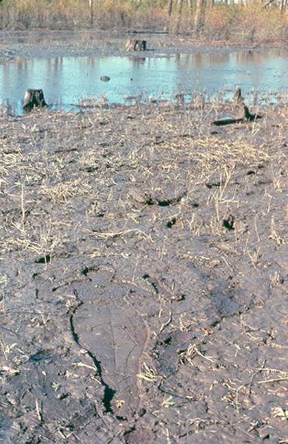 Ana Mendieta Untitled (Silueta Series)1978