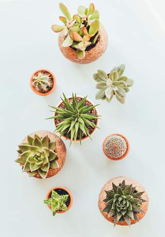 Arrangement of cacti and succulent plants viewed from above