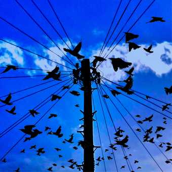 Birds flocking around a utility pole