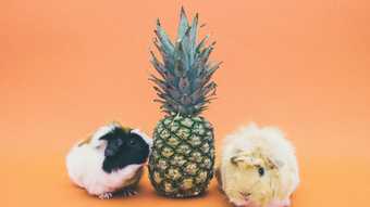 Photograph of a pineapple between two guinea pigs