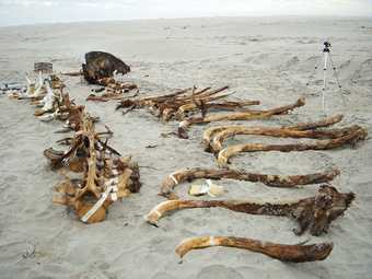 Bones from the whale skeleton found by Marco Barrera Bassols and Gabriel Orozco ready for transportation to Mexico City whale bones laid out on the sand