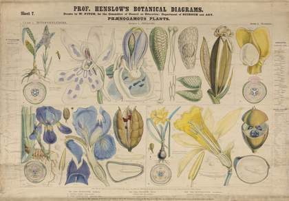 illustration of a botanical teaching aid