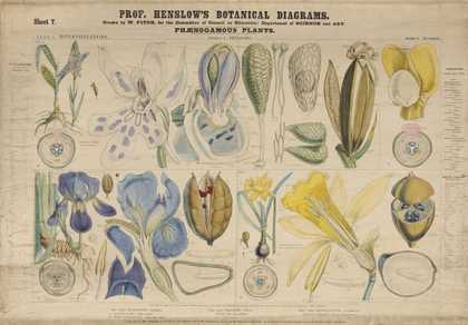 illustration of a botanical teaching aid