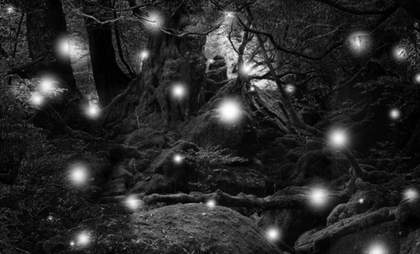 ​Carlos Casas, Jungle Series I from the Cemetery (Archive works) series, 2016