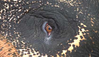 Film still of the eye of an elephant