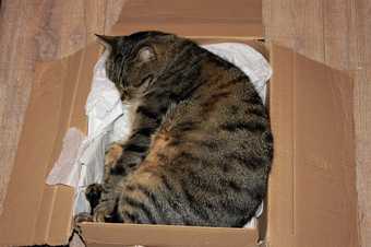 Cat sleeping in cardboard box