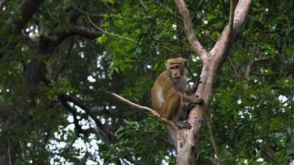 Film still of a monkey.