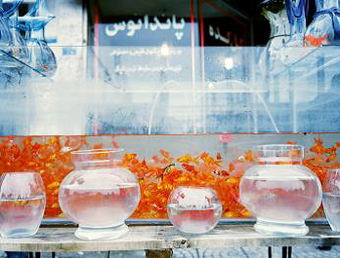 ​Chloe Dewe Mathews, Goldfish on sale in the days before Nowruz, the Persian New Year. Courtesy the artist, Aperture, and Peabody Museum Press.