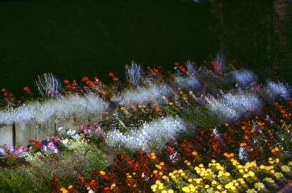 Chris Steele-Perkins, Brockwell Park Flower Garden, London, from The Pleasure Principle 1980–9,