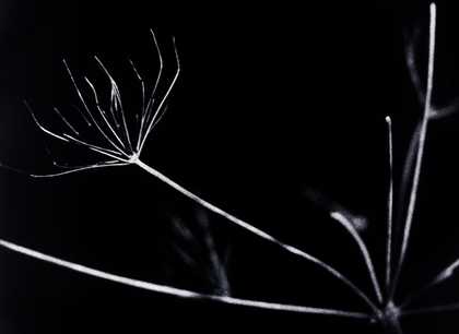 Nick Collins Dark Garden 2011 frame enlargement still from film 