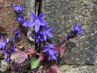 violet flowers growing on a wall 