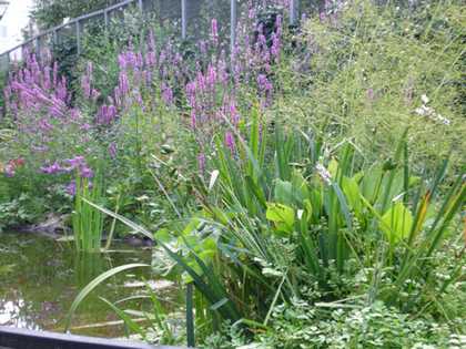 Tate Modern community garden