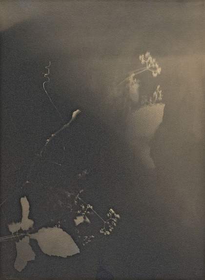 Joao Penalva, Cayratia Japonica from the series Small Weeds from Hiroshima, 1997