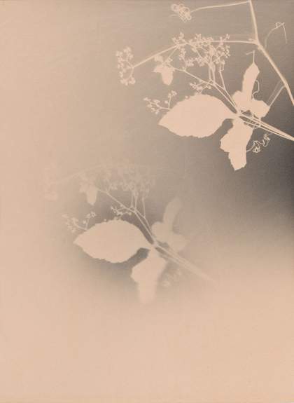 Joao Penalva, Cayratia Japonica from the series Small Weeds from Hiroshima, 1997