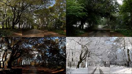 David Hockney, The Four Seasons, Woldgate Woods (Spring 2011, Summer 2010, Autumn 2010, Winter 2010), 2010–11