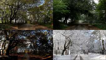 David Hockney, The Four Seasons, Woldgate Woods (Spring 2011, Summer 2010, Autumn 2010, Winter 2010), 2010–11