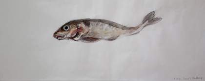 Davie's Haddock Sally Booth